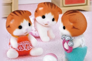 メイプルネコの赤ちゃん